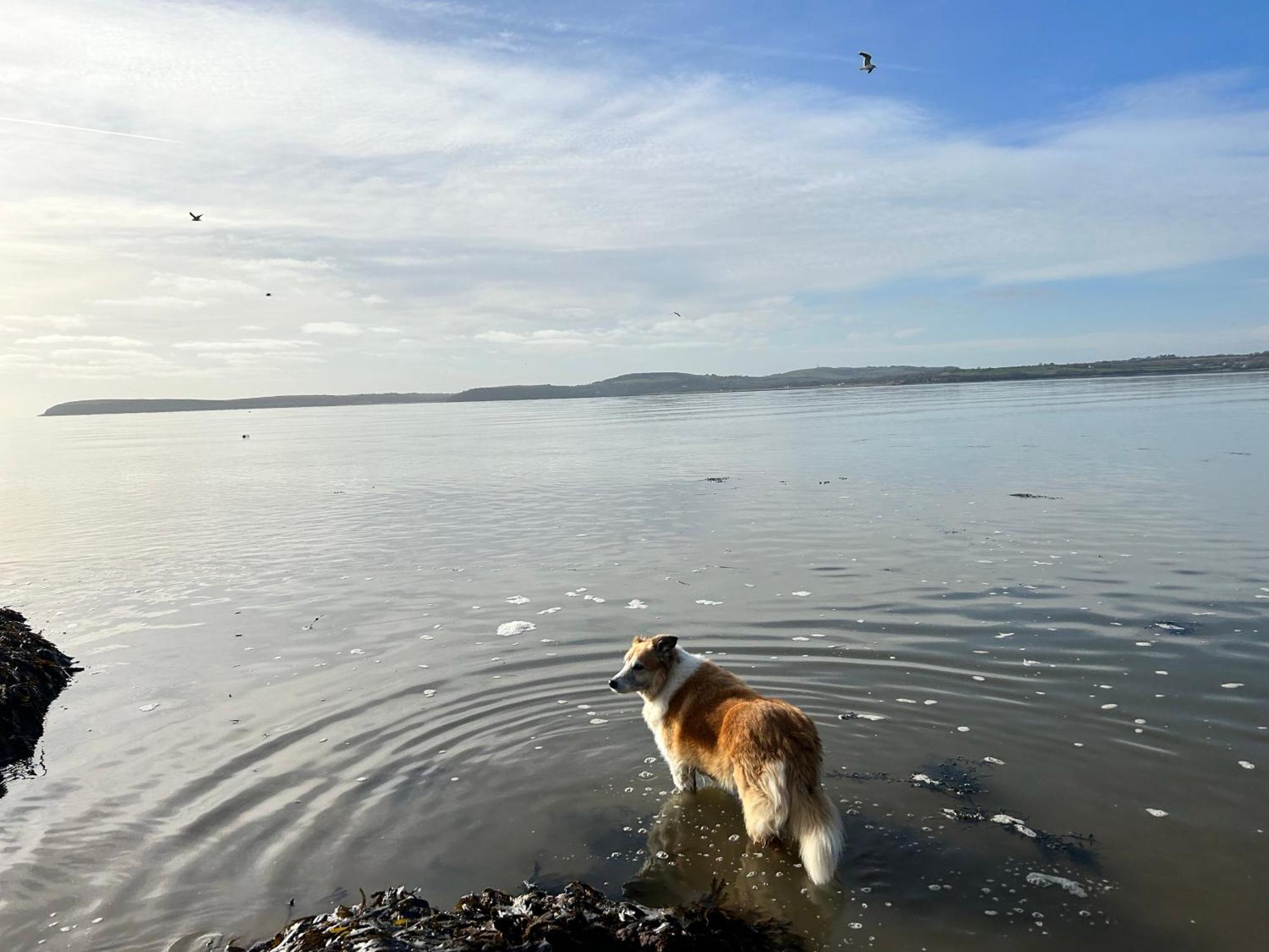 Tobernaglough Wexford Pet Friendly Country B&B Ramsgrange Exterior foto